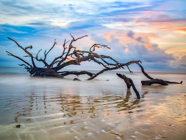 Twisted barren tree half-submerged in water off coast of Jekyll Island, Georgia