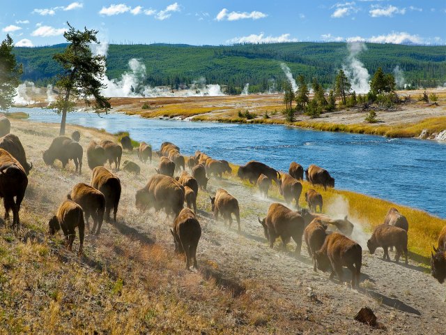 Bison grazing in Yellowstone National Park with steam from geysers in distance