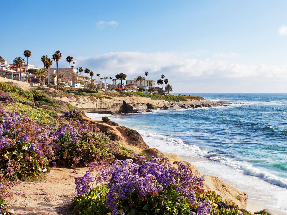 A picture of purple flowers growing along a beach with rolling waves