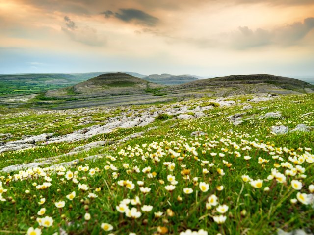 Flower-covered rolling hills of the Burren in Ireland