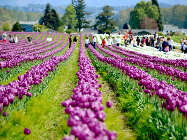 Fields of purple tulips in Skagit Valley, Washington