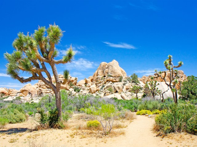 Twisted trees and desert landscape of Joshua Tree, California