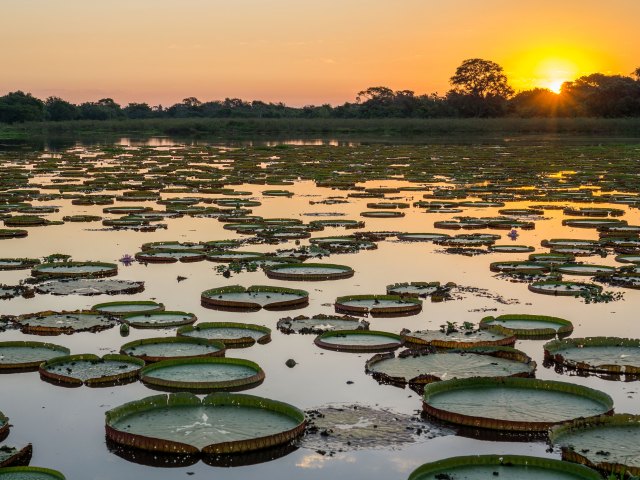 Image of the Pantanal wetlands at sunset