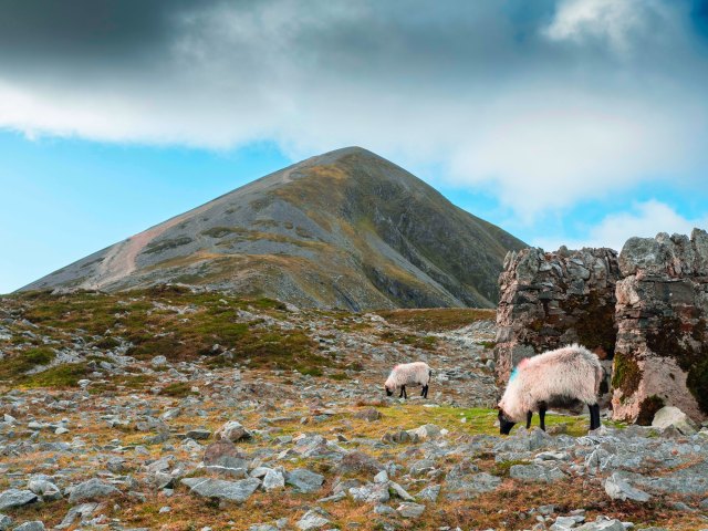 Sheep grazing in the shadows of Ireland's Croagh Patrick