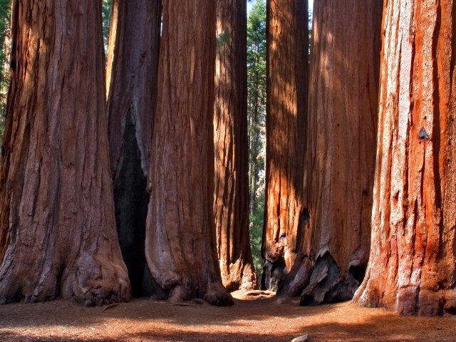 Giant sequoia trees in California's Giant Sequoia National Monument