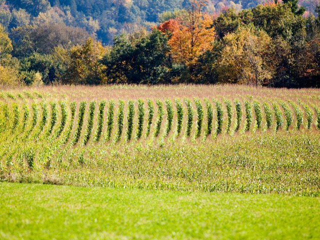 Image of the Great Vermont Corn Maze