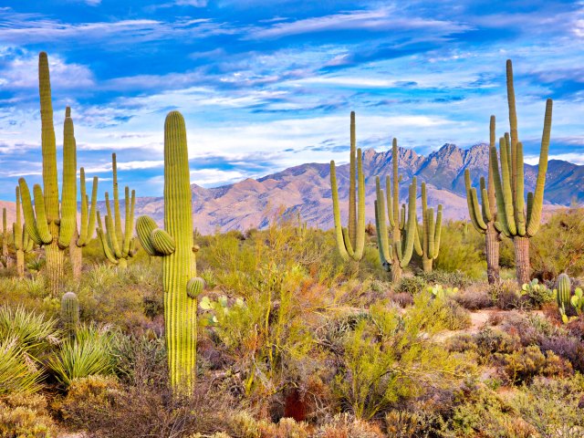 Cacti in the Sonoran Desert of Arizona