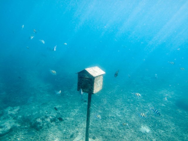 Fish swimming around underwater mailbox off Hideaway Island, Vanuatu