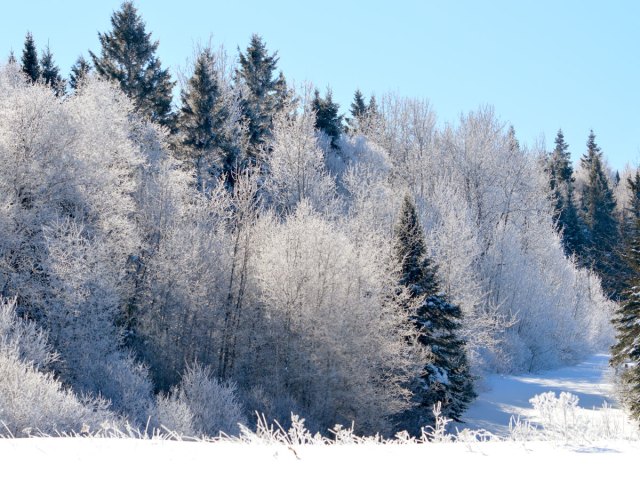 Snow-covered trees in Maine