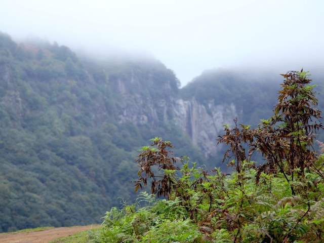 Fog-shrouded Hyrcanian forests of western Asia