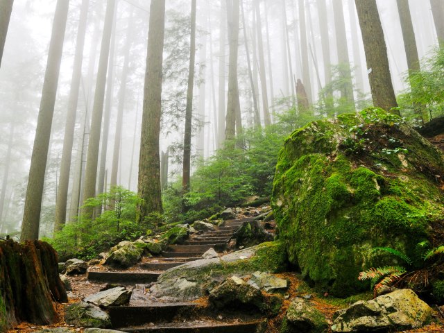 Image of a rainforest in Canada