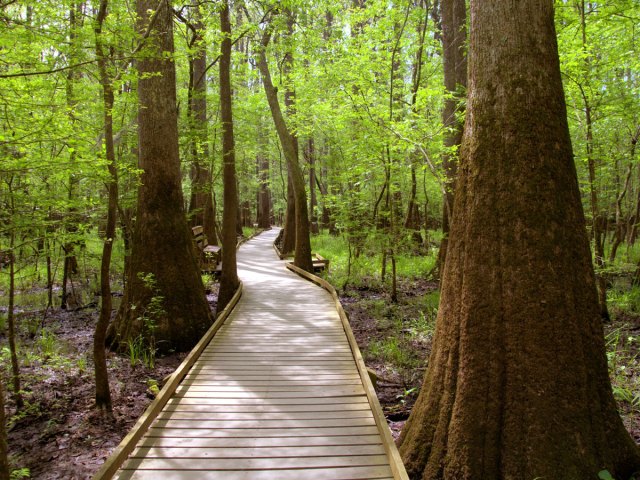 Wooden pathway through tall trees in Congaree National Park in South Carolina