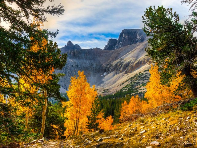 Fall leaves in Great Basin National Park in Nevada