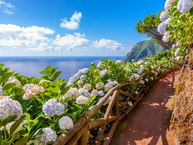 Coastal path with hydrangeas on Sao Miguel