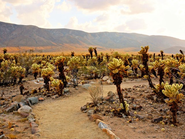 Cholla Cactus Garden in Joshua Tree National Park