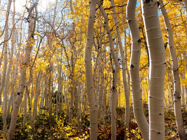 Forest of golden aspens in Utah