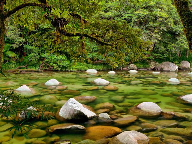 Translucent river in Daintree Rainforest of Australia