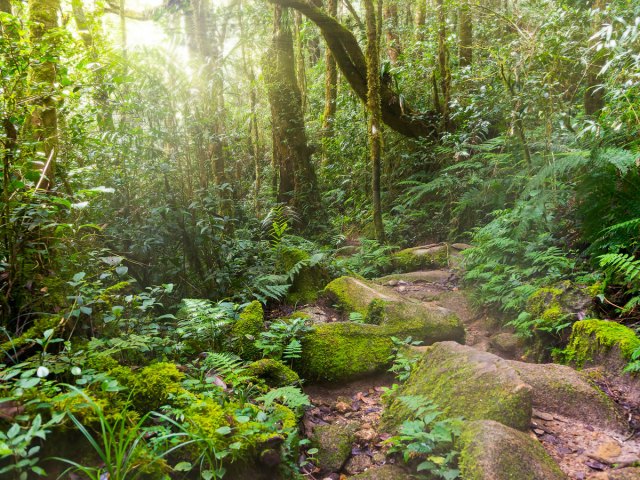 Dense tree cover in Kinabalu Park, Malaysia