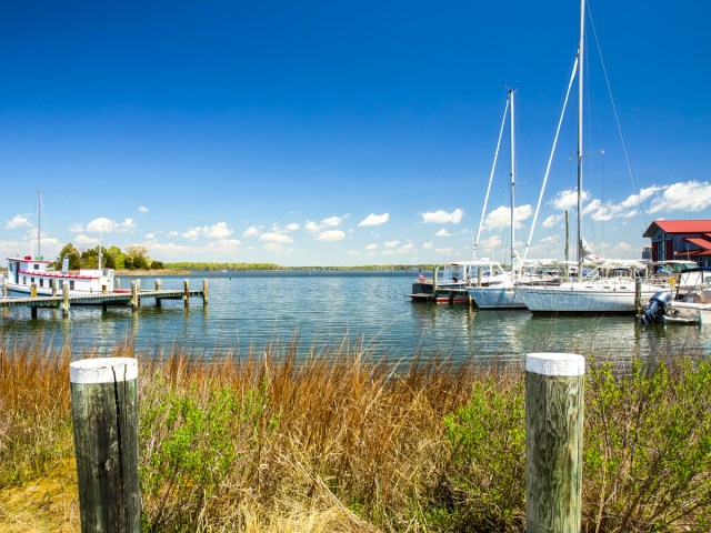 Sailboats in marina on coast of Maryland