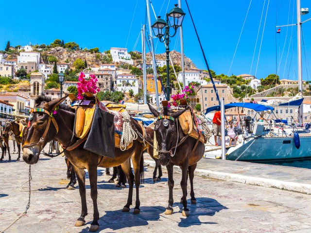 Pair of donkeys at marina on Hydra Island, Greece