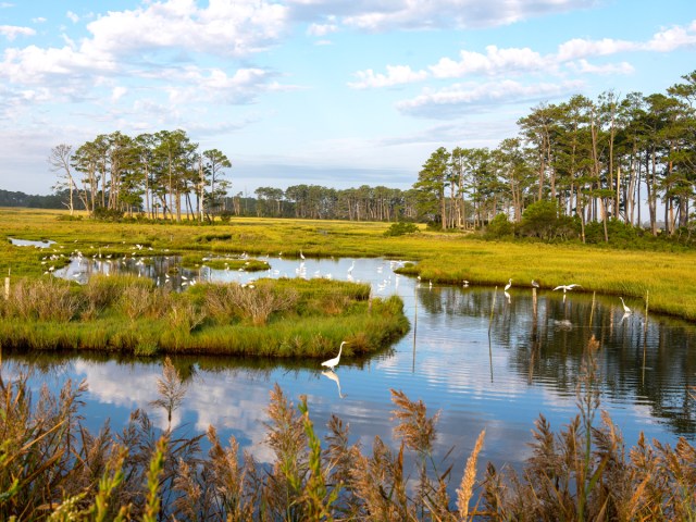 Birds in coastal marsh in Virginia