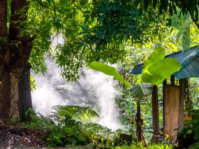 Tropical jungle in Dominica