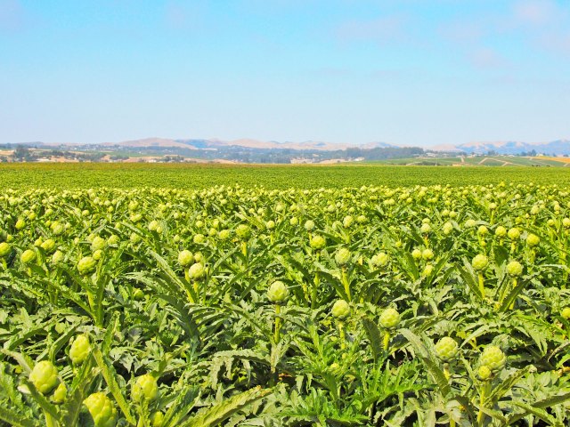 Artichoke fields in Castroville, California