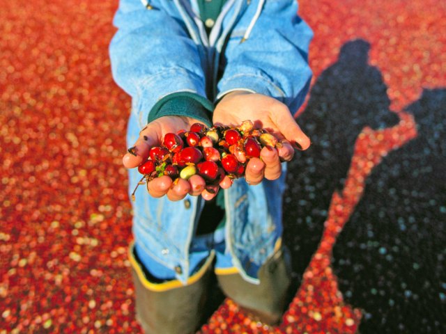 Cranberry farmer standing in cranberry bog with handful of cranberries