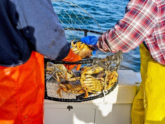 Fisherman with bucket of crabs