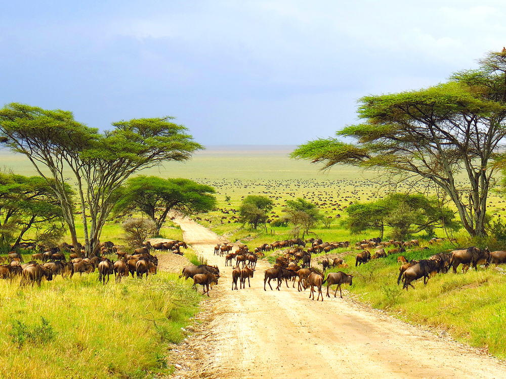 Herd of wildebeest migrating in the Serengeti plains of Tanzania