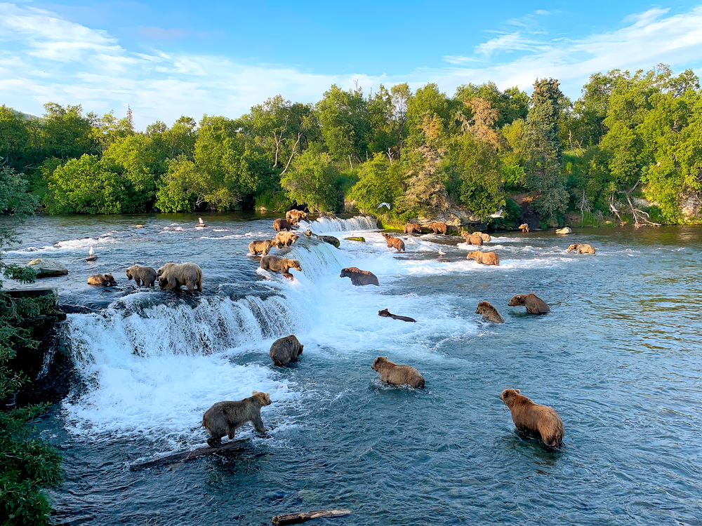 Brown bears feeding on salmon in river in Alaska's Katmai National Park and Preserve