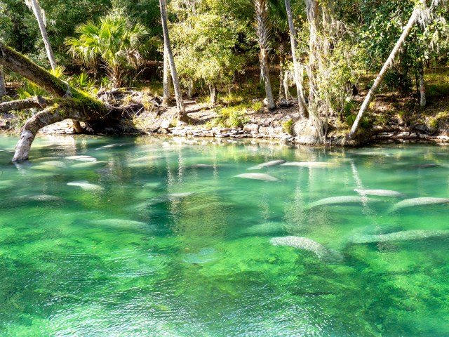 Manatees swimming in Florida's Manatee Springs State Park