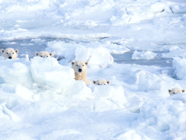 Group of polar bears peeking beyond ice