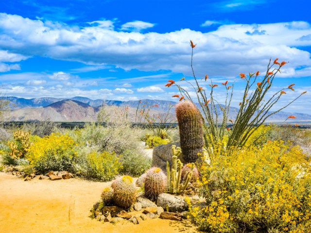 Desert landscape in San Diego County, California