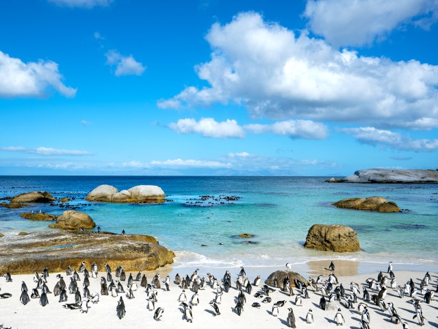 Group of penguins on Boulders Beach in Cape Town, South Africa