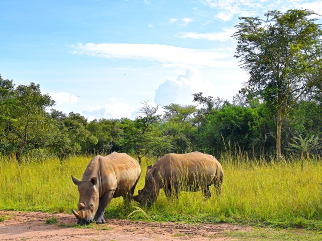 Pair of rhinos grazing in Uganda