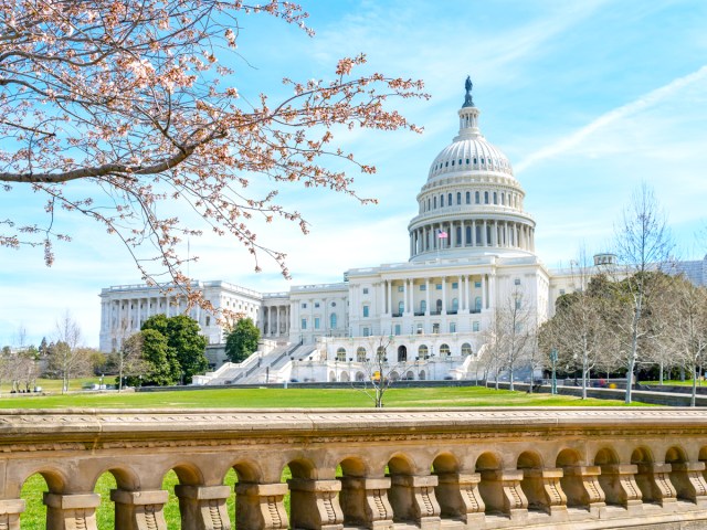 U.S. Capitol Building framed by cherry blossoms