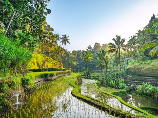 Rice terrace in Bali, Indonesia