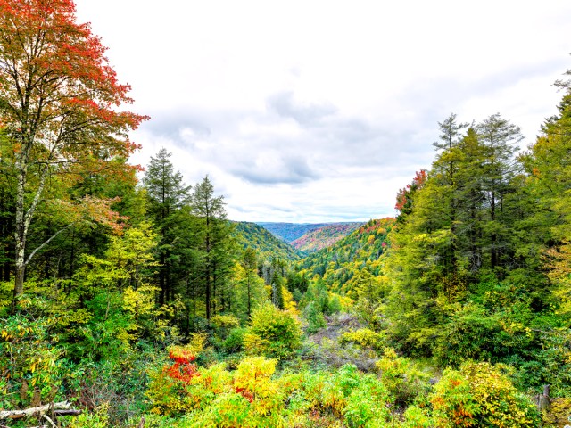 View of forest and mountains in Davis, West Virginia