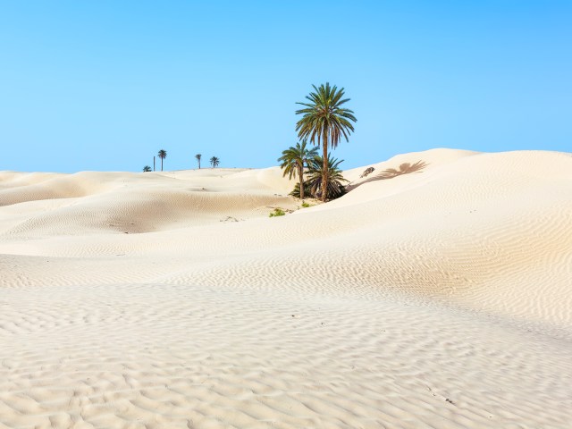 Sand dunes and palm trees in desert of Tunisia