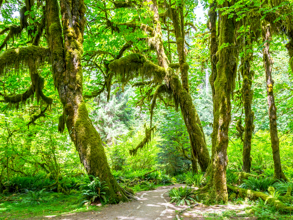 Moss-covered trees of Olympic National Park in Washington