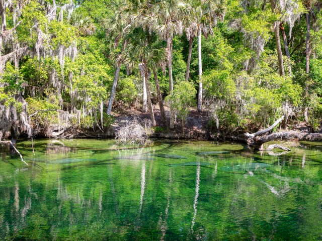 Cypress swamp of Manatee Springs State Park in Florida