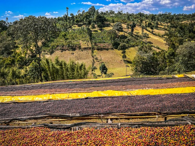 Coffee farm in Ethiopia