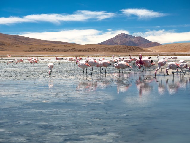 Flamingos standing in shallow waters of Laguna Colorada in Bolivia