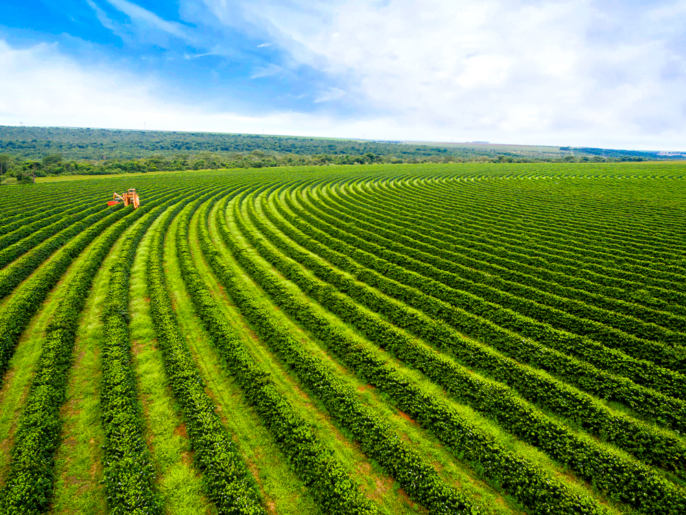 Aerial view of coffee fields in Brazil