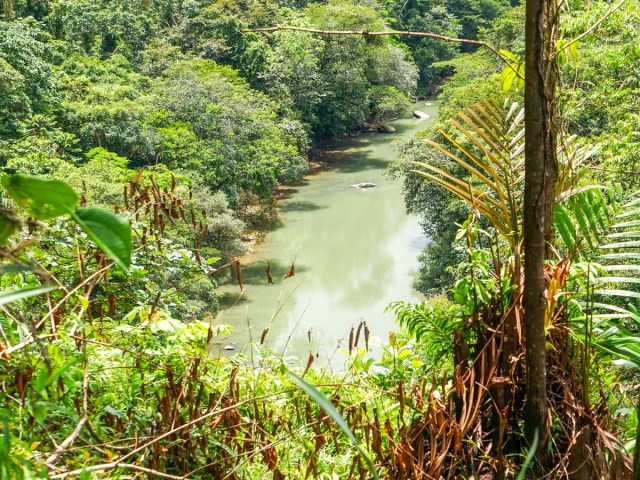 River surrounded by lush foliage in Tutunendo, Colombia