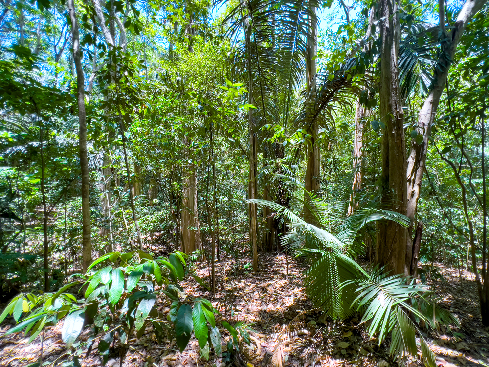 Dense rainforest in Tangkoko National Park, Indonesia