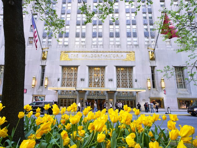 Yellow flowers blooming across from the Waldorf Astoria hotel in New York City