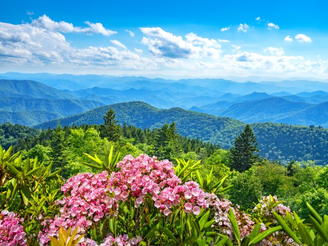 Pink flowers overlooking the Appalachian Mountains