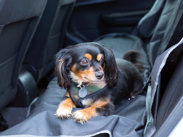 Dog sitting on car seat